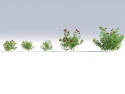rose bush 3D model