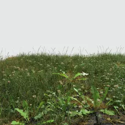 Ryegrass Meadow Patch 3D model