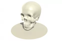 Skull 3D model