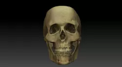 skull 3D model