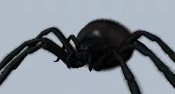 spider 3d model 3D model