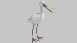 spoonbill 3D model