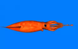 Squid Low-poly  3D model
