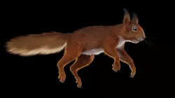 Squirrel 3D model