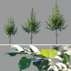 Tilia platyphyllos collection 3D model