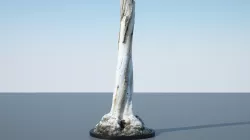 Tree Trunk - 12 3D model