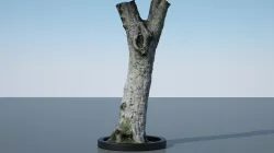 Tree Trunk - 13 3D model