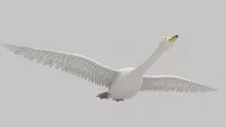 white swan 3D model