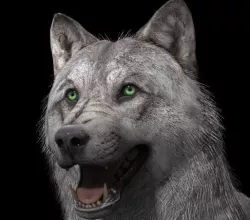 wolf realistic 3D model rig Low-poly  3D model