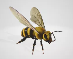 3D Model Bee 3D model