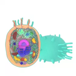 Animal Cell 3D model