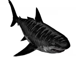 Animal Game ready - megalodon 3D model