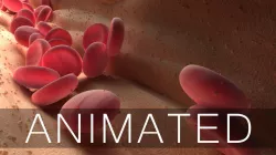 Blood Flow Animated 3D model