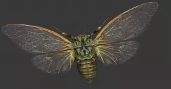 Cicada Low-poly  3D model