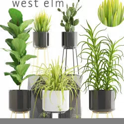 Collection of plants 3D model