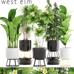 Collection of plants 3D model