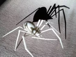 Creepy Halloween Spiders