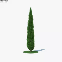 Cypress 3D model