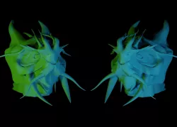 Dragon Head 3D model