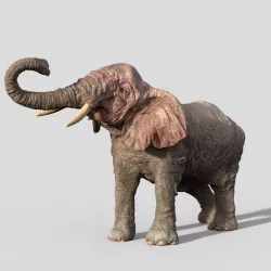 Elephant 3D model
