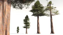 EVERYPlant Coastal Redwood 04 -- 6 Models 3D model