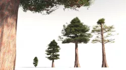 EVERYPlant Coastal Redwood 05 -- 6 Models 3D model