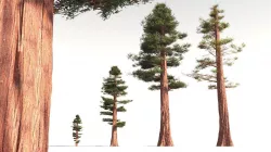 EVERYPlant Coastal Redwood 06 -- 6 Models 3D model