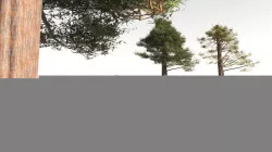 EVERYPlant Coastal Redwood 07 -- 6 models 3D model