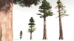 EVERYPlant Coastal Redwood 08 -- 6 Models 3D model