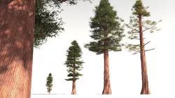 EVERYPlant Coastal Redwood 09 -- 6 Models 3D model