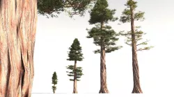 EVERYPlant Coastal Redwood 10 -- 6 Models 3D model