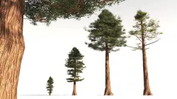 EVERYPlant Coastal Redwood 11 -- 6 Models 3D model