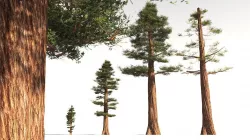EVERYPlant Coastal Redwood 12 -- 6 Models 3D model