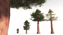 EVERYPlant Coastal Redwood 13 -- 6 Models 3D model