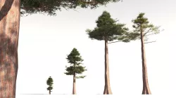EVERYPlant Coastal Redwood 14 -- 6 Models 3D model