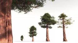 EVERYPlant Coastal Redwood 15 -- 6 Models 3D model