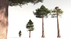 EVERYPlant Coastal Redwood 16 -- 6 Models 3D model