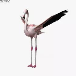 Flamingo HD 3D model