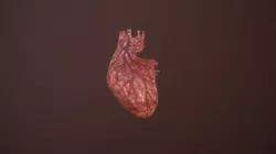 Heart animation heartbeat human organ Low-poly  3D model
