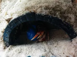Hermit Crab Arch house