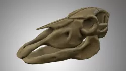 Horse Skull Low-poly  3D model