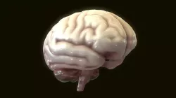 Human Brain 3D model
