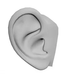 Human ear 3D model