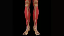 Human Legs Muscle Bone Anatomy 3D model