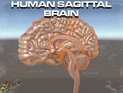 Human Sagittal Brain Low-poly  3D model