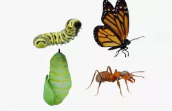 InsectPack 1 3D model