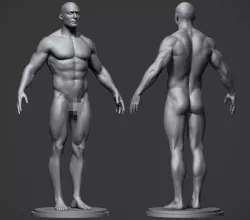Male Anatomy Reference Model Low-poly  3D model