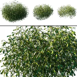 Mistletoe Viscum album 3D model