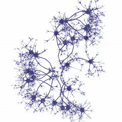 Neuron 3D model