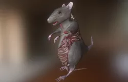 Rat Zombie Low-poly  3D model